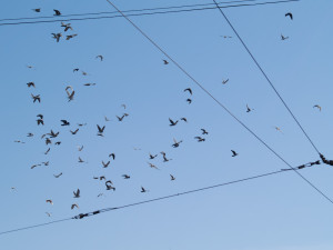 Theory of spaces and numbers, Birds on wired sky, Cluj-Napoca, Romania
