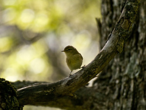 Bird, Polovragi, Romania