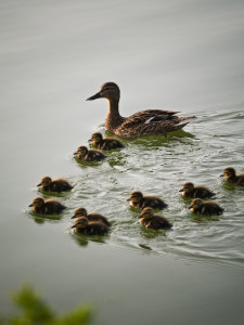 Duck and ducklings, Bucharest, Romania