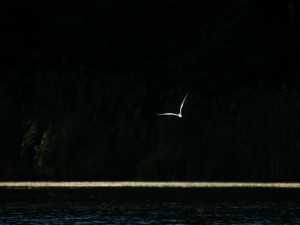 Gull on Snagov Lake, Romania