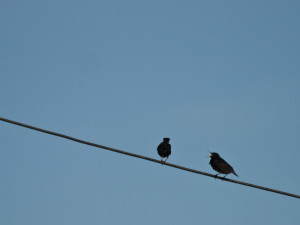 Domestic scene, Birds on a wire, Vama Veche, Romania