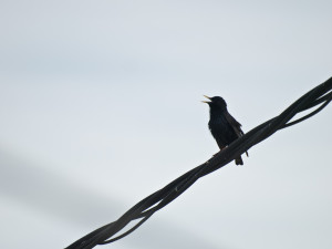 Song, Bird on a wire, Vama Veche, Romania